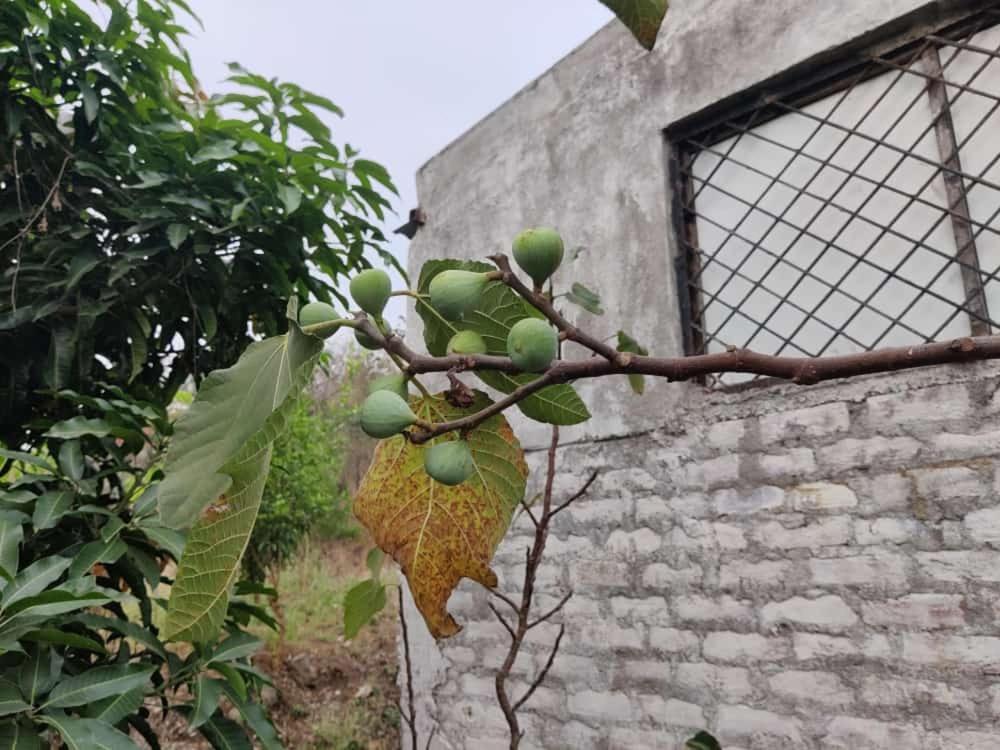 Villa Anjani Farms Nagpur Exterior foto